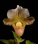 Paph. Unnamed